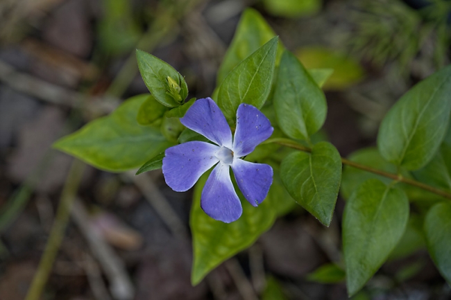 Jardin des Impressionnistes-MAI14-004